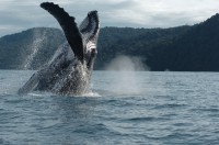 /album/fotogaleria-la-tierrita/a030609-ballenas-02-550-jpg/