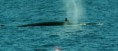 /album/fotogaleria-rescatemos-el-valor-turistico-de-las-playas-del-pacifico/ballenas-pacifico-jpg/